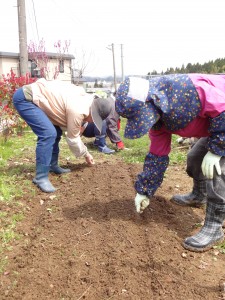 藍の種まき