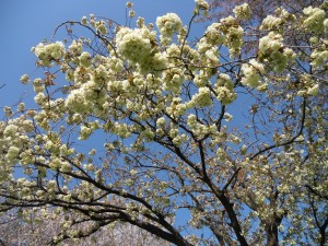 珍しい緑色の桜