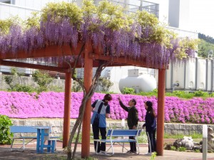 「藤の花っていうのはね・・・」 「どれどれ」