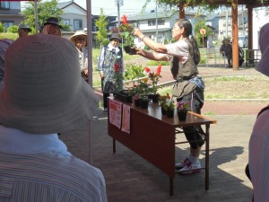 サルビアはさし芽ができるそうです。